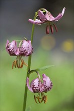 Turk's cap (Lilium martagon), Bernese Oberland, Switzerland, Europe