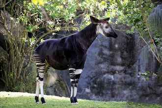 Okapi (Okapia johnstoni), adult alert, Africa, captive