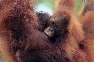 Bornean orangutan (Pongo pygmaeus), adult, female with young, suckling, portrait, social behaviour,