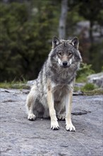 Resting wolf, (Canis lupus), Grey Wold, Norway, Wolf, Norway, Europe