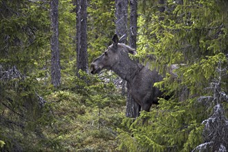 Moose, (Alces alces) Ammarnäs Sweden Moose cow in the forest, Sweden, Europe