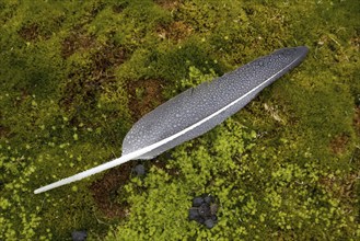 Dewdrops on goose feather, Norway, Svalbard Spitsbergen, Norway, Europe