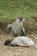 Gerfalcon (Falco rusticolus) young mallard with mallard drake (Anas platyrhynchos) Allgäu, Bavaria,