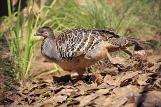 Thermometer chicken (Leipoa ocellata), adult male at the nest, Adelaide, South Australia,