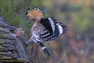 Hoopoe (Upupa epops) Bird of the Year 2022, approach with beetle larva as prey for the young bird