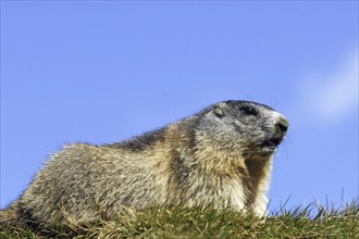 Alpine marmot, Hohe Tauern, Austria, (Marmoa marmota), Hohe Tauern, Austria, Europe