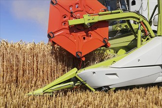 Grain harvesting with combine harvester (Ludwigshafen, Germany)