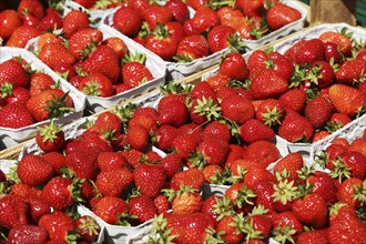 Fresh strawberries from Germany at the market in Mutterstadt, Rhineland-Palatinate