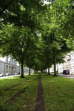 Europe, Germany, Hanseatic City of Hamburg, Altona district, Palmaille, footpath between the trees,