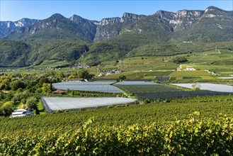 Apple-growing area and wine-growing, in the Adige Valley, South Tyrol, large areas under