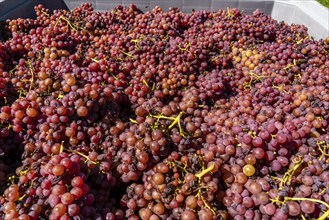 Wine-growing, in the Adige Valley, near the village of Tramin on the Wine Road, South Tyrol,