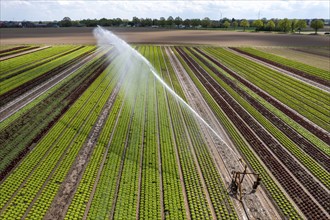 A field is artificially irrigated, water is sprayed onto the field via an irrigation system, field