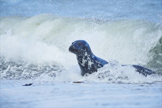 Close-up of harbor or harbour seal (Phoca vituliana vitulina) in spring (april) on Helgoland a