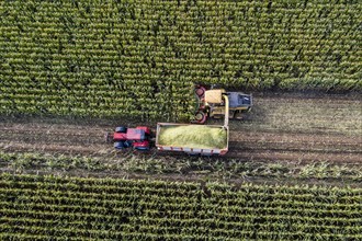 Maize harvest, combine harvester, chopper works its way through a maize field, the silage is pumped