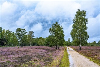 The Osterheide, in the Lüneburg Heath nature reserve, near Schneverdingen, Lower Saxony, Germany,