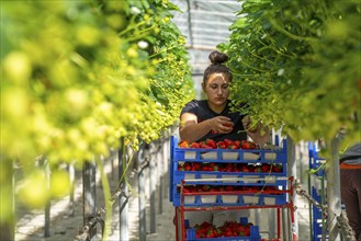 Harvesting strawberries, harvest helper, strawberry cultivation in the greenhouse, young strawberry