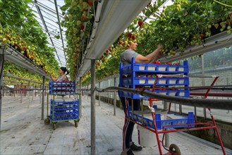 Harvesting strawberries, harvest helper, strawberry cultivation in the greenhouse, young strawberry