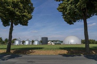 Biogas plant, storage silos, large buffer tank for hot water for intermediate energy storage,