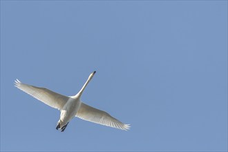 Whooper swan (Cygnus cygnus) in flight in winter, Bas-Rhin, Alsace, Grand Est, France, Europe