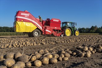 Potato harvesting, so-called split harvesting method, first the tubers are taken out of the ground