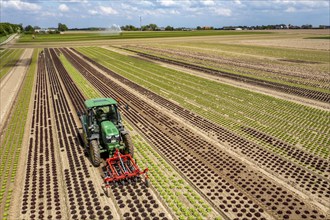 Farmer working a field with different heads of lettuce, in different stages of growth, weeds are