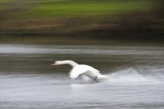 Mute swan (Cygnus olor), landing on the water surface, moving, motion blur, Hesse, Germany, Europe