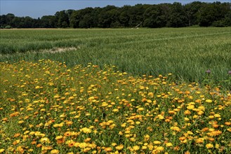 Agriculture, field with onions, field margins, flower strips, Niederkrüchten, North