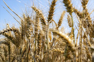 Agriculture, grain harvest, wheat, wheat field, shortly in front of harvest, ears of wheat, near