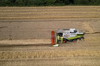 Agriculture, grain harvest, wheat, combine harvester harvesting in a wheat field, near