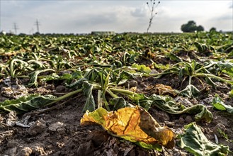 Field with withered plants, sugar beet that did not survive the long drought, low rainfall summer