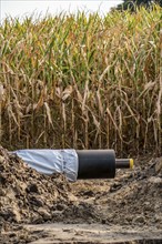 Laying of district heating pipes, next to a field, with maize, the district heating comes from a