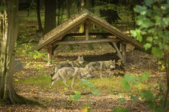 Moritzburg Game Reserve, Moritzburg, Saxony, Germany, Europe