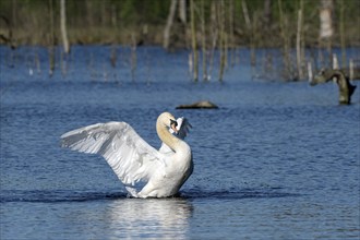 Mute swan (Cygnus olor), adult bird, flapping its wings, subsidence area, Bottrop, Ruhr area, North