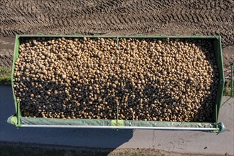 Potato harvesting, so-called split harvesting method, first the tubers are taken out of the ground