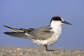 Forster's tern (Sterna forsteri), Bowman's Beach, Sanibel, Florida, USA, North America