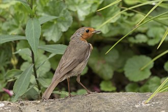 European robin (Erithacus rubecula), Burgstemmen, Lower Saxony, Germany, Europe