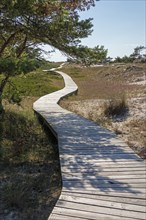 Wooden footbridge, trees, pine trees, circular hiking trail, nature reserve, Darßer Ort, Born a.