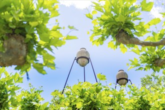 Close-up of street lamps surrounded by green leaves under a blue sky, Böblingen, Germany, Europe