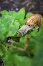 Close-up of a snail moving between green leaves on the ground, Nagold, Black Forest, Germany,