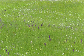 Meadow with broad-leaved orchids (Dactylorhiza majalis), cottongrass (Eriophorum) and meadow