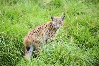 Eurasian lynx (Lynx lynx) youngster standing in the grass, Bavaria, Germany, Europe