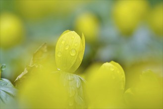 Winter aconites (Eranthis hyemalis), Germany, Europe