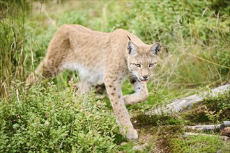 Eurasian lynx (Lynx lynx) walking through the forest, Bavaria, Germany, Europe