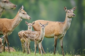 Red deer (Cervus elaphus) mother with her fawn standing on a meadow in the mountains in tirol,