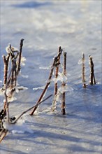 Winter, ice on the banks of the Elbe, Dresden, Saxony, Germany, Europe