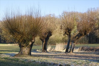 White willow (Salix alba), winter, Dortmund, Ruhr area, North Rhine-Westphalia, Germany, Europe