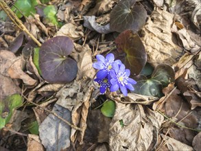 Hepatica blooming in the wood in spring