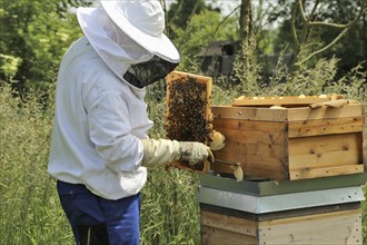 Beekeeper works on his hive