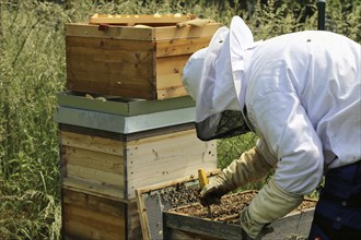 Beekeeper works on his hive