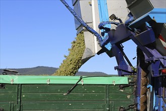 Grape grape harvest with full harvester in the district of Bad Dürkheim, Rhineland-Palatinate